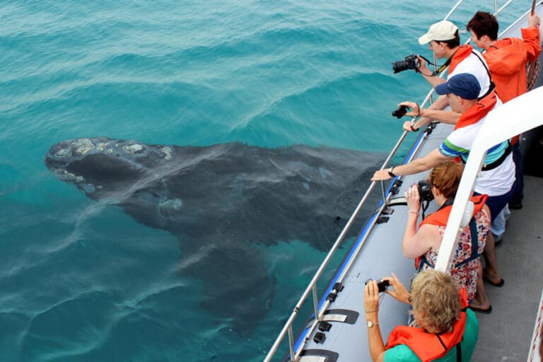 Grootbos Forest Lodge grootbos experience whale watching boat 03