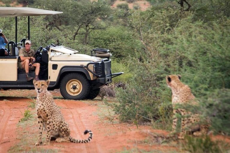 Tswalu The Motse juan cheetah