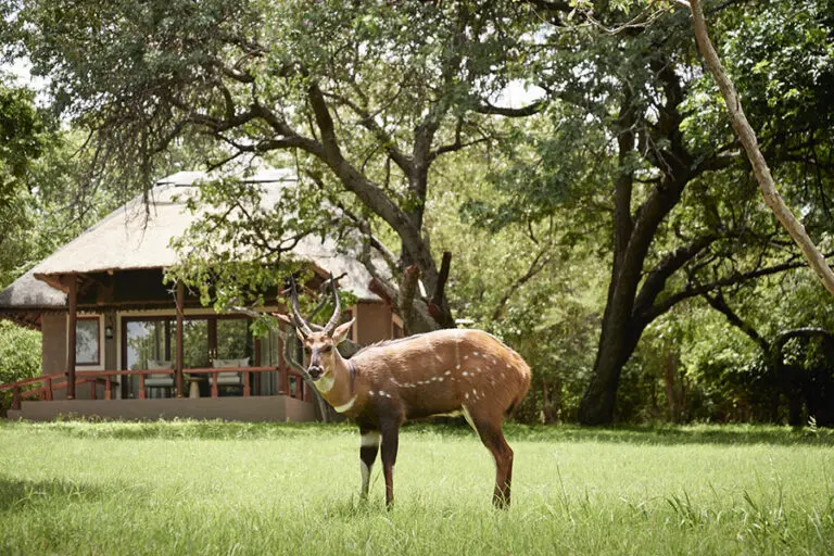 SANCTUARY CHOBE CHILWEROSANCTUARY CHOBE CHILWERO 56 050