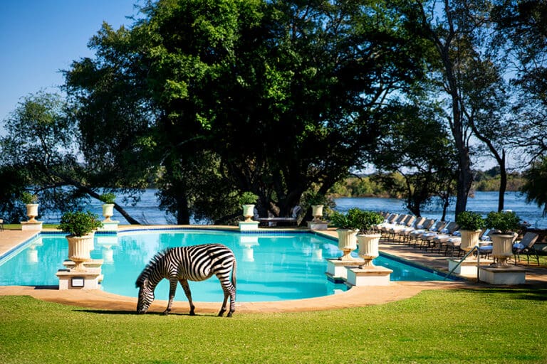 RoyalLivingstonebyAnantara SwimmingPool Zebra