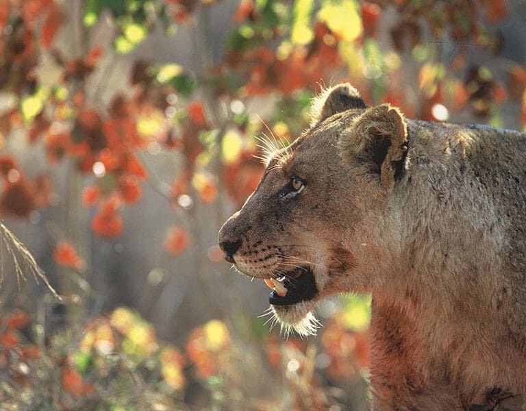 Dulini wildlife 12 IG2
