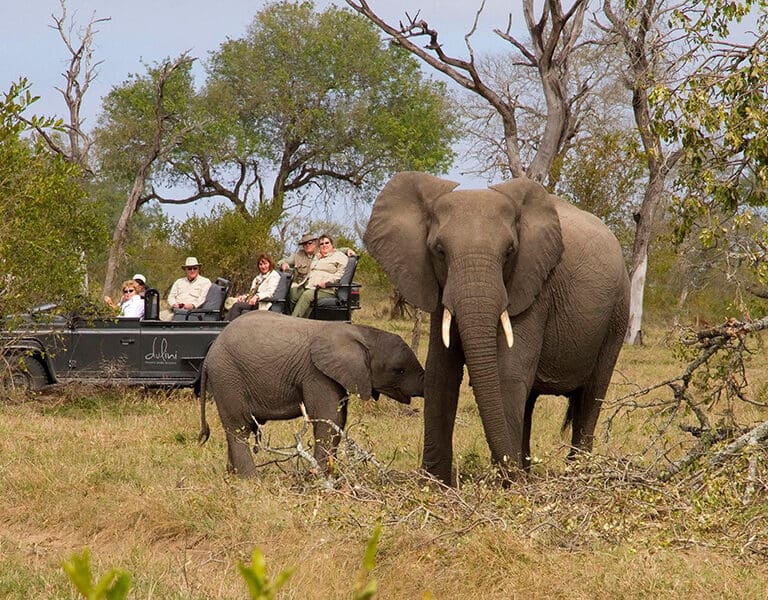 Dulini Game Drives 1