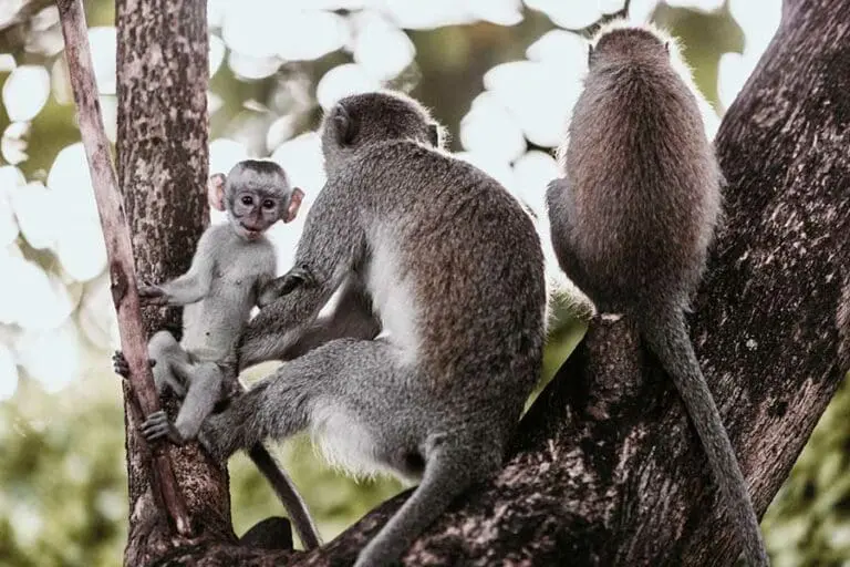 Primates in close proximity to Arusha Coffee Lodge 3