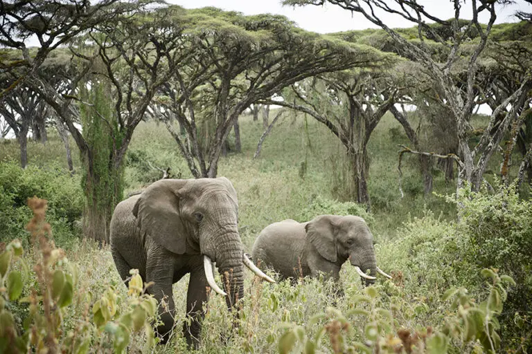 NgorongoroCraterCamp Activity1