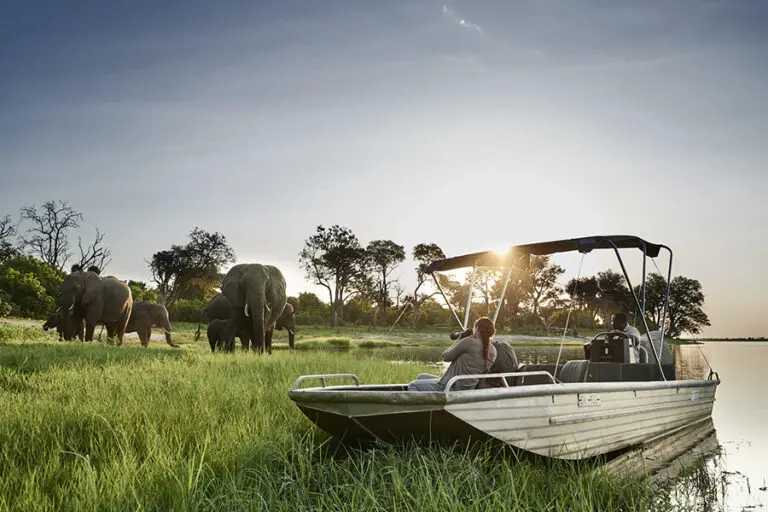 Chobe Chilwero Chobe Elephants 1