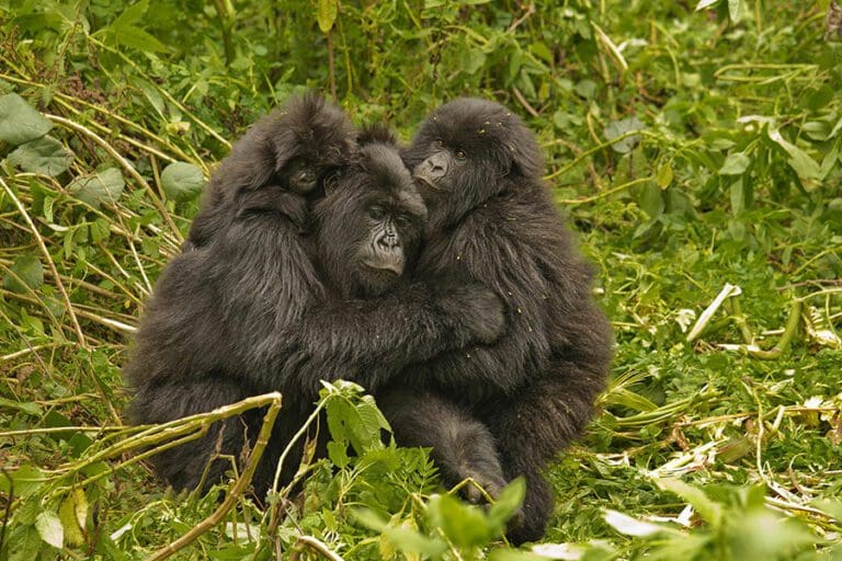 Virunga Lodge gorillas jp 2