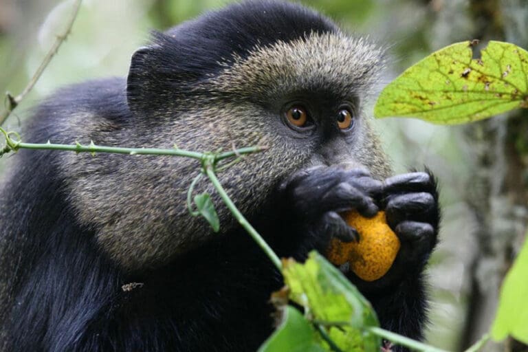 Virunga Lodge golden monkey tracking