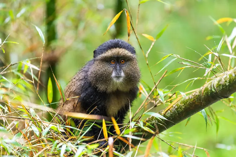 Sabyinyo Silverback Lodge See the golden monkeys