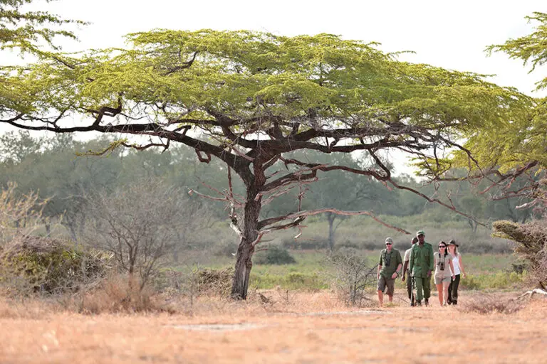 RohoyaSelous Activity WalkingSafari