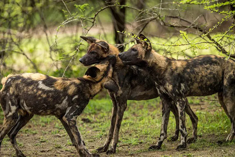 Roho ya Selous Wild dogs