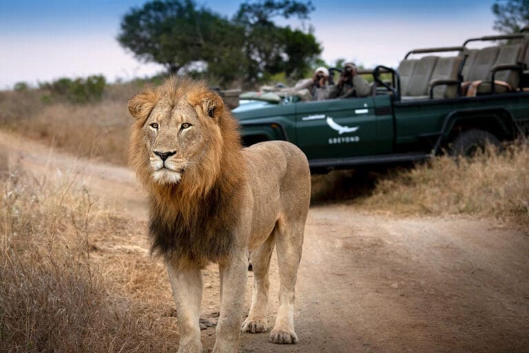 South africa phinda private game reserve lion game drive 1