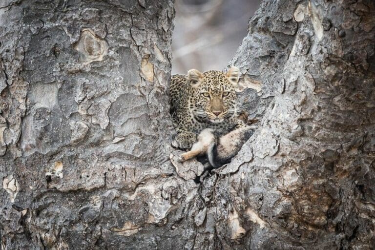 Kigelia Ruaha Leopard
