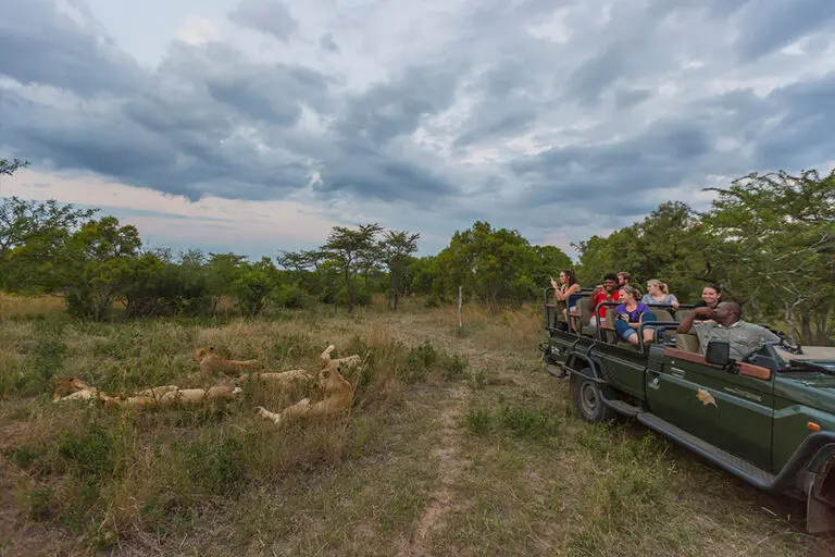 Thornybush game lodge game drive
