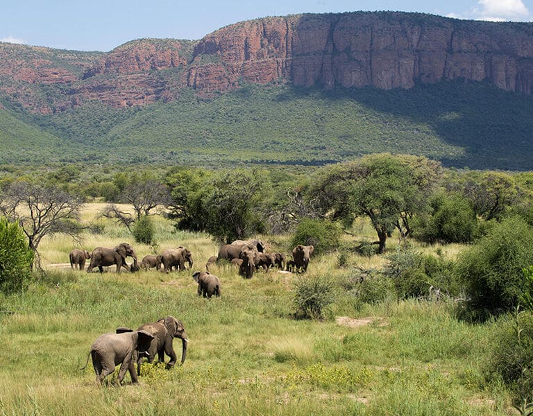 Marataba Mountain Lodge More Collection SA Elephants on walk