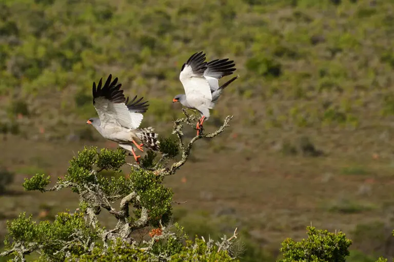 Bird watching in Kwandwe Private Game Reserve in South Africa