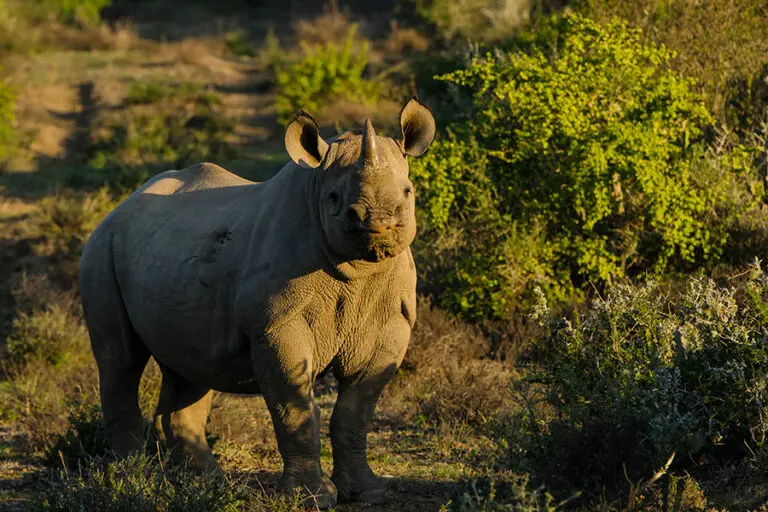 Rhino sighting at Kwandwe Private Game Reserve in South Africa
