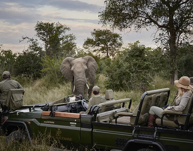 Malewane Lodge at Royal Malewane Thornybush Kruger Game Drive with Elephants