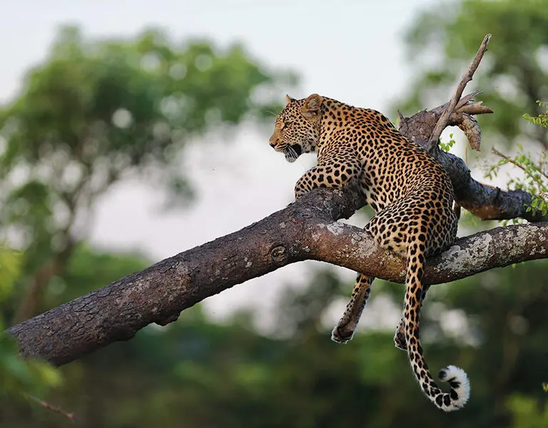 Malewane Lodge at Royal Malewane Thornybush Kruger Leopard