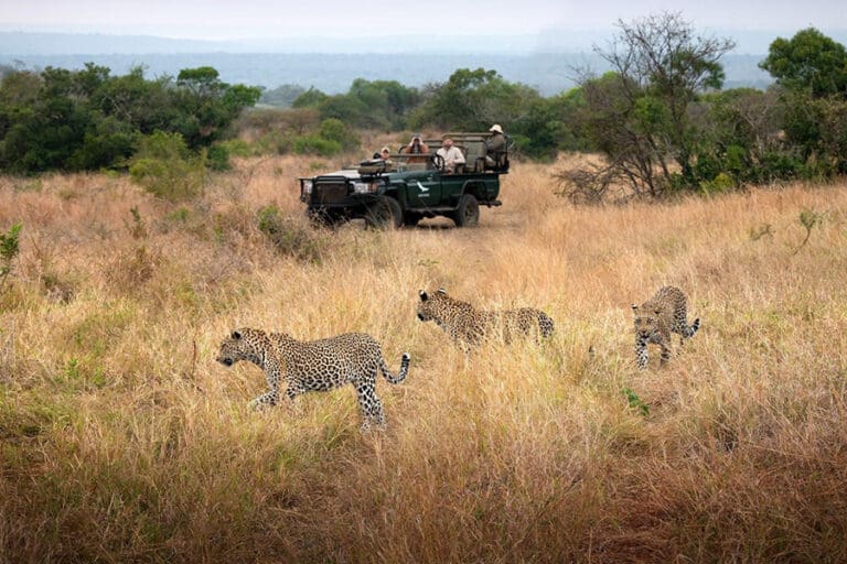 Phinda Forest Lodge south africa phinda private game reserve game drive leopard 4