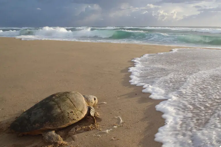 Turtles on Thonga Beach 1