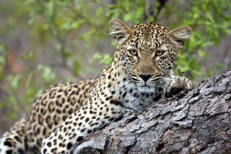 Savanna Private Game Reserve wildlife