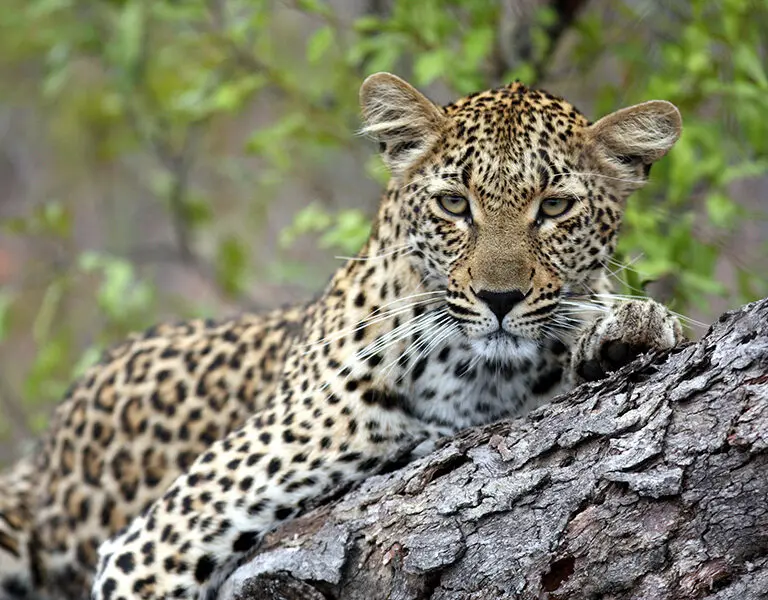 Savanna Private Game Lodge Sabi Sands Kruger Leopard