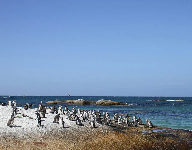 Cape Town boulders beach penguins 2 fungai tichawangana PwwVG2hdIic unsplash