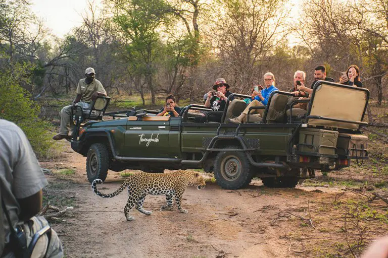 Thornybush MvZ 29