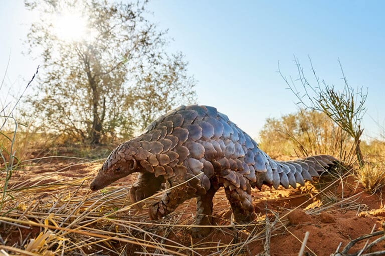 Iconic species