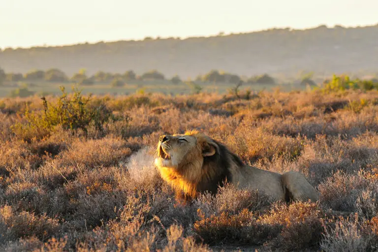 Big game sighting at Kwandwe Private Game Reserve in South Africa