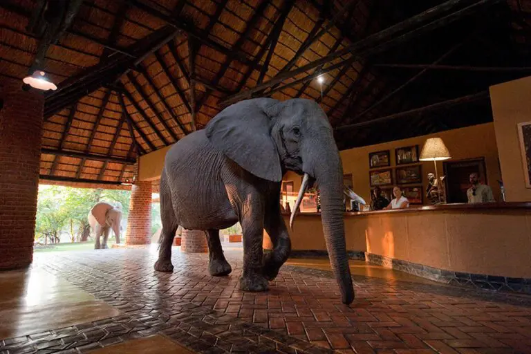 Mfuwe Lodge reception 1 1