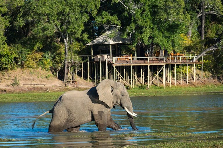 Elephant infront of Chindeni Bushcamp 1