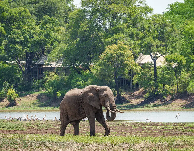 Chindeni Bushcamp ellie and camp