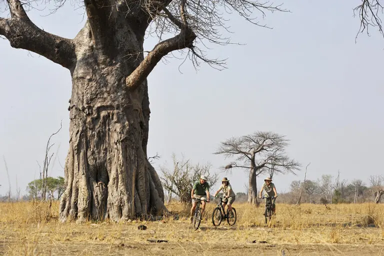 Tafika Camp Zambia South Luangwa cycling safari baobab