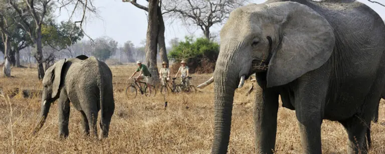Tafika Camp Zambia South Luangwa cycling safari elephants BANNER