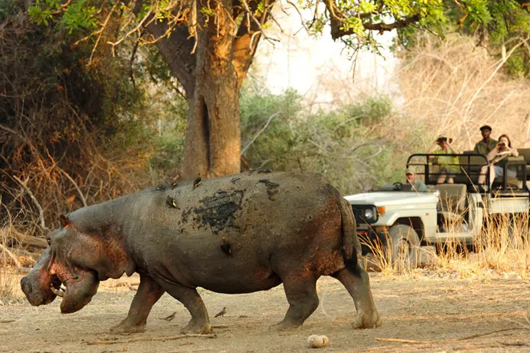 Tafika Camp Zambia South Luangwa morning drive hippo