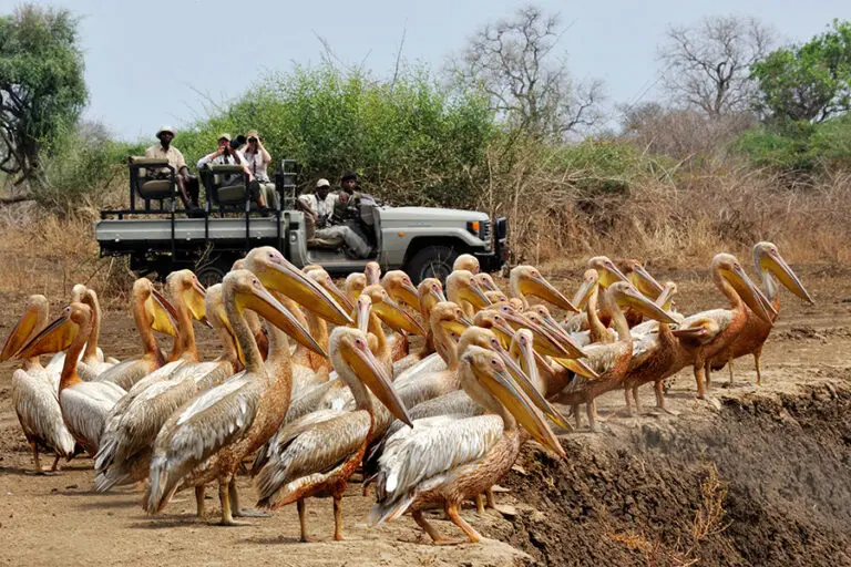 Tafika Camp Zambia South Luangwa morning drive pelicans