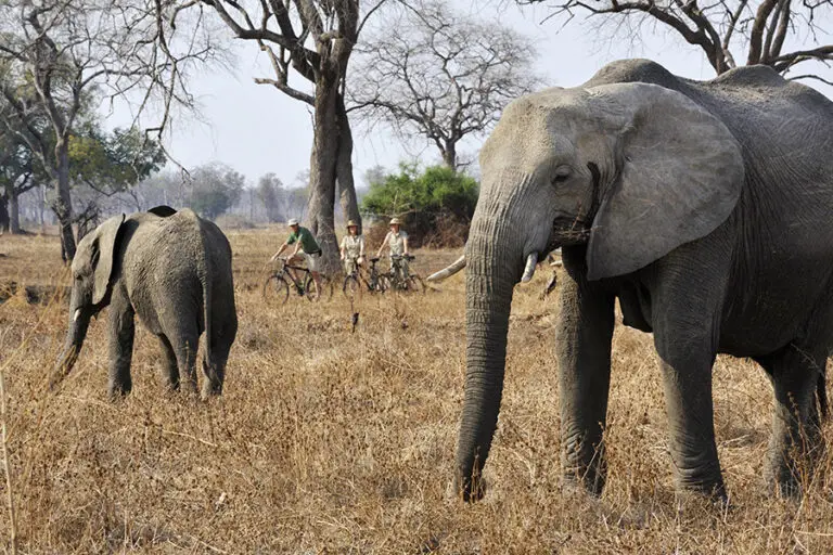 Tafika Camp Zambia South Luangwa Cycling safari elephants