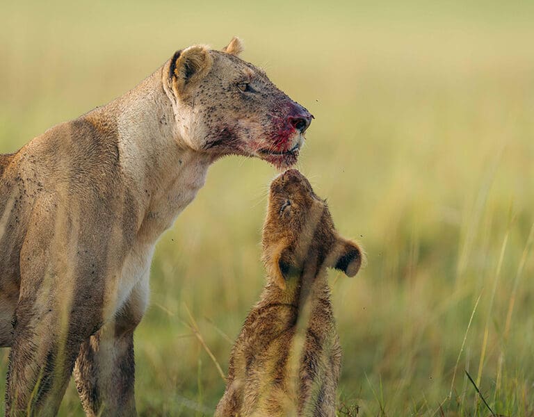 Emboo Camp Kenya Masai Mara lion and cub post feast