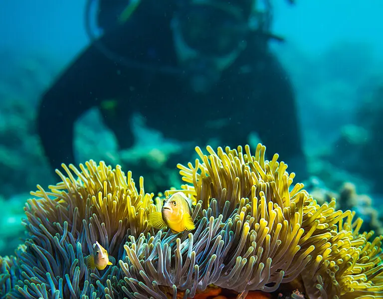 Scuba Diving