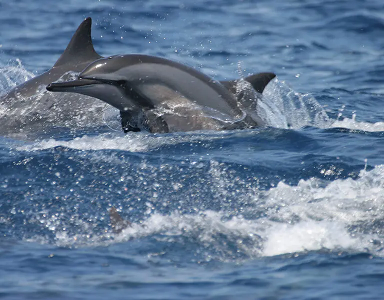 Sea Life