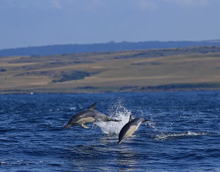 GweGwe Beach Lodge Wild Coast new images 2025 Dolphins