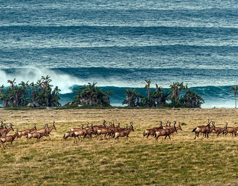 GweGwe Beach Lodge hartebees sea