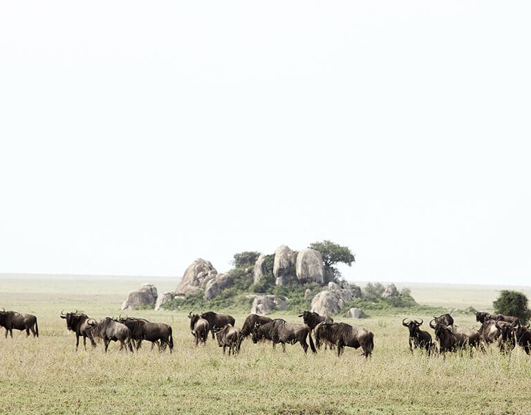Dunia Wildebeest