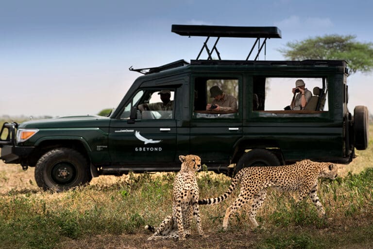 Safari game drive andBeyond Serengeti Under Canvas