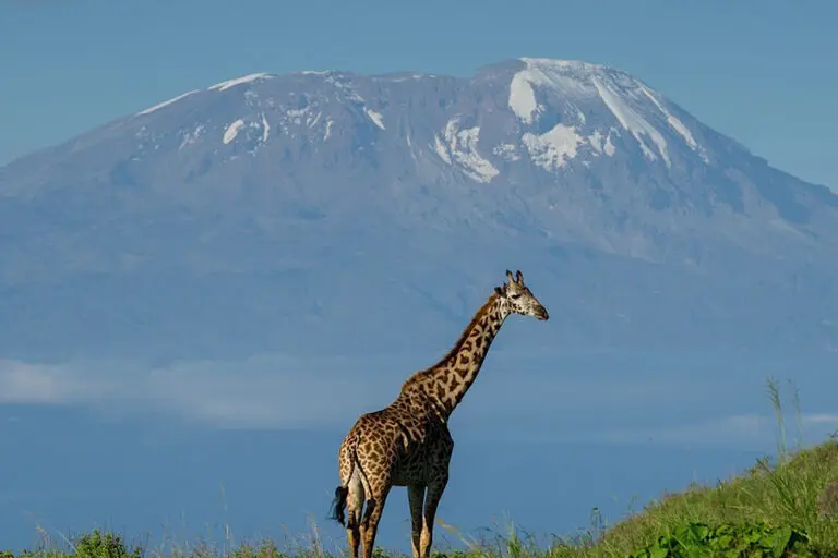 LakeDulutiSerenaHotel Exterior Giraffe
