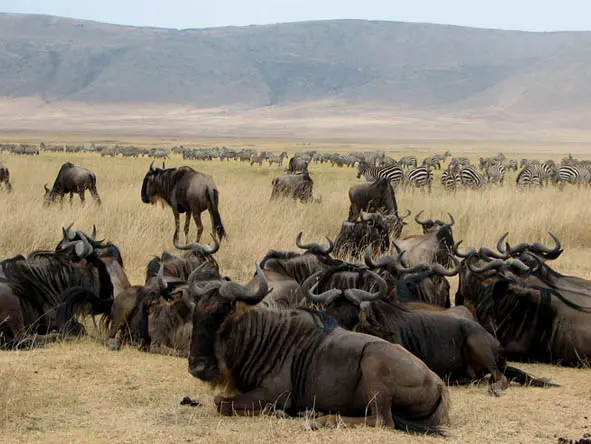 Day2 Ngorongoro Crater