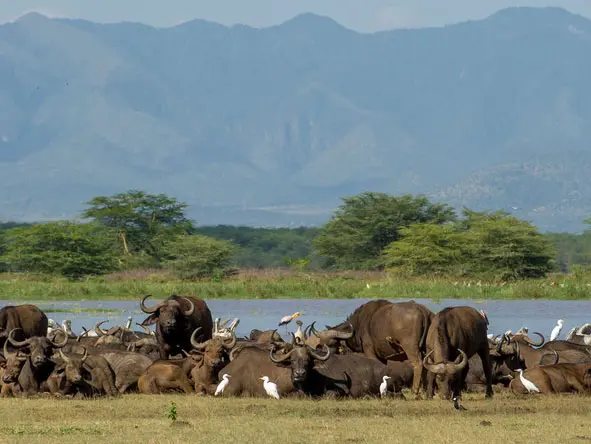 Lake Manyara Serena Safari Lodge5