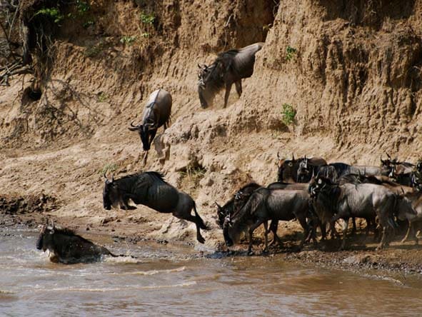 Day3 Wildebeest Migration