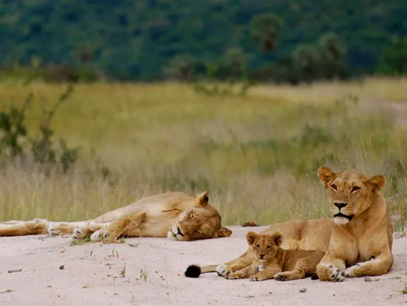 Day3 Wildebeest Migration2